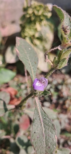 Hygrophila pogonocalyx
