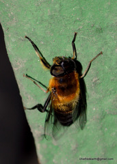 Eristalis himalayensis