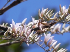 Dendrobium barbatulum