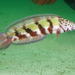 Snakeskin Wrasse - Photo (c) Marine Explorer (Dr John Turnbull), some rights reserved (CC BY-NC-SA)