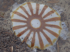 Chrysaora melanaster