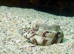 Eupetrichthys angustipes