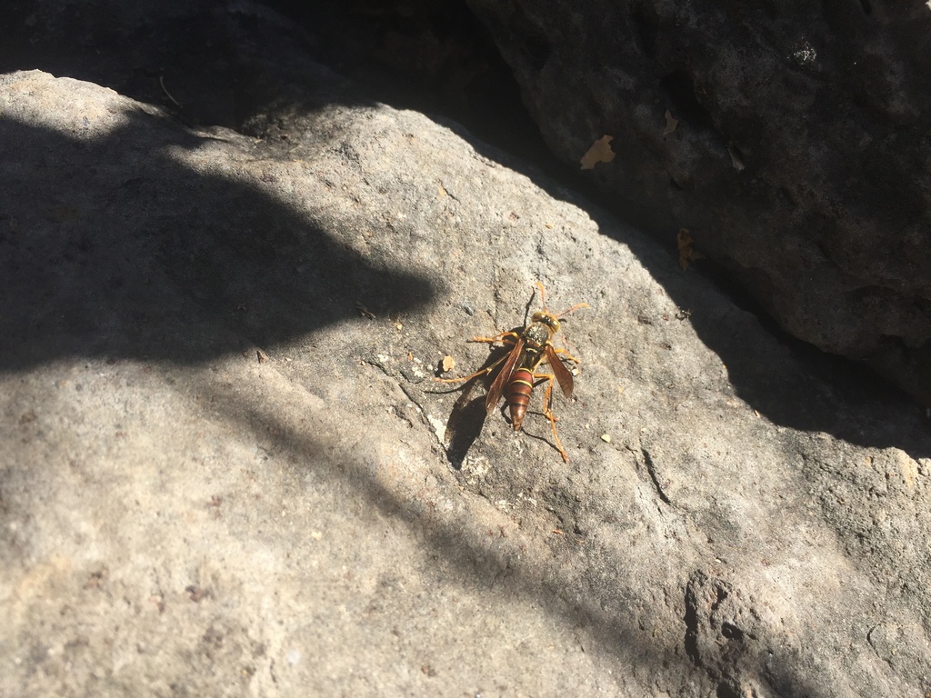 Polistes oculatus