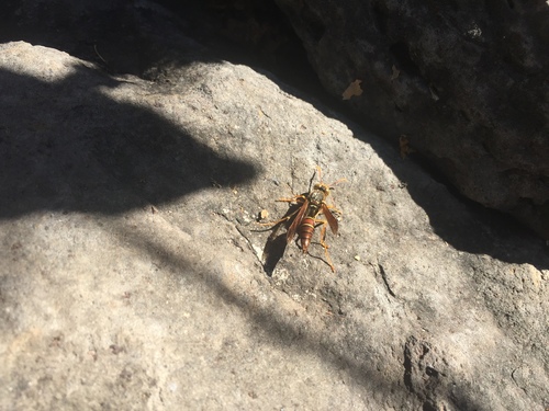 Polistes oculatus