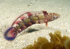 Eupetrichthys angustipes