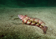 Eupetrichthys angustipes