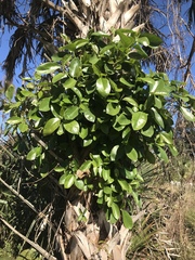 Griselinia