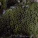 Golfball Coral - Photo (c) conabio_bancodeimagenes, some rights reserved (CC BY-NC-ND), uploaded by conabio_bancodeimagenes