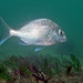 Silver Seabream - Photo (c) Marine Explorer (Dr John Turnbull), some rights reserved (CC BY-NC-SA)