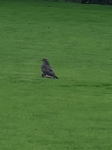 Common Buzzard