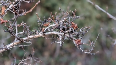 Physocarpus monogynus