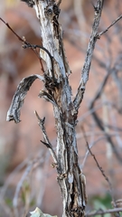 Physocarpus monogynus