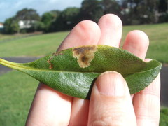 Liriomyza citreifemorata