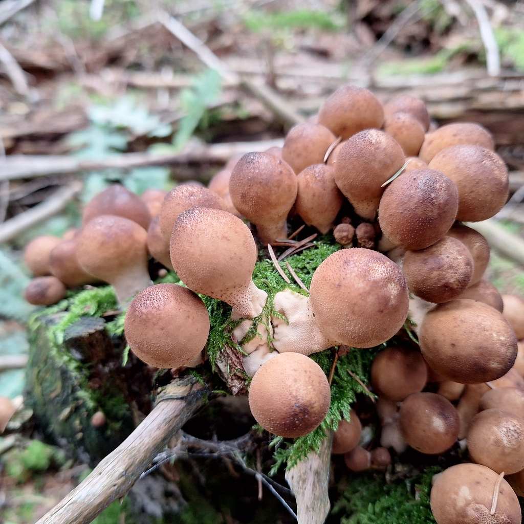 Apioperdon pyriforme · November 2025 · photo: © plm43 (iNaturalist, cc-by)