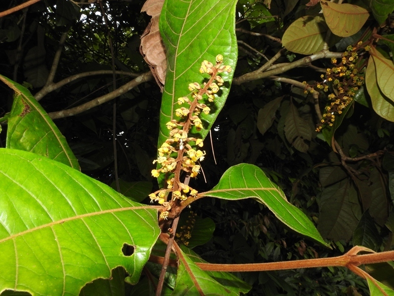 Acmanthera