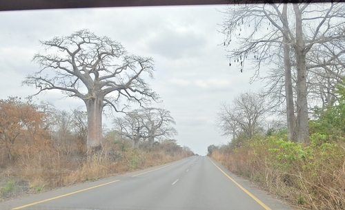 African baobab