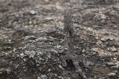 Chlamydosaurus kingii