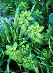 Euphorbia helioscopia