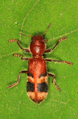 Enoclerus rosmarus