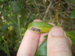 Liriomyza citreifemorata