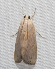 Dichogama redtenbacheri