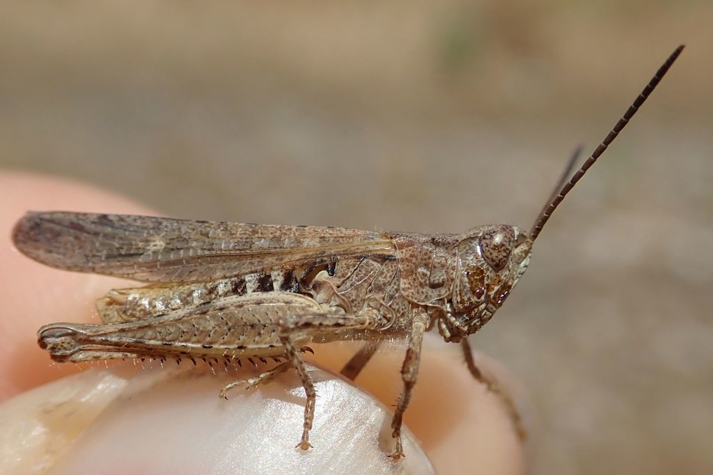 Common Field Grasshopper