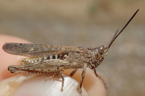 Common Field Grasshopper