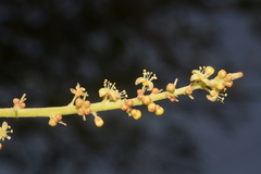 Lannea coromandelica