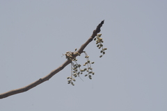 Lannea coromandelica