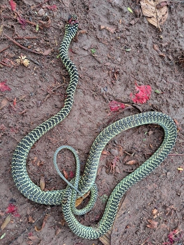 Dispholidus typus punctatus