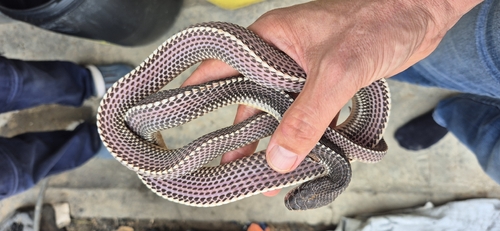 Cape File Snake