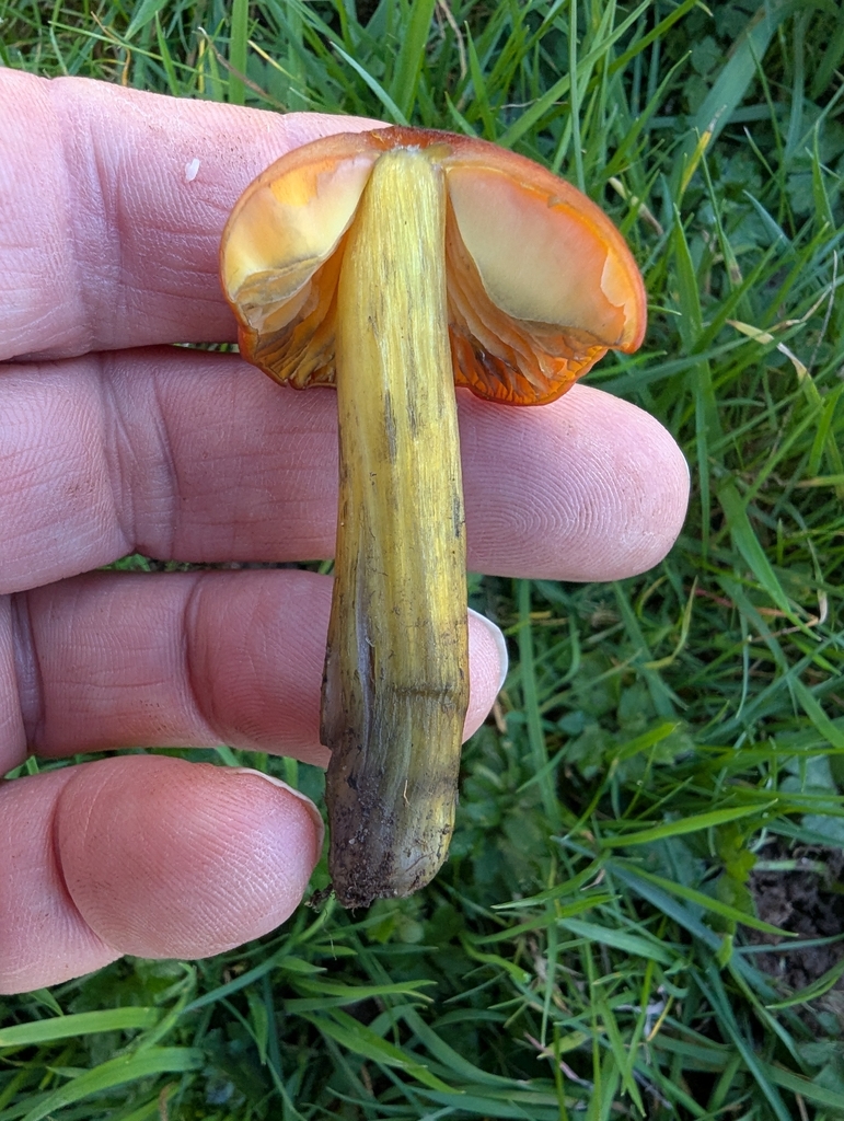 Hygrocybe conica · November 2025 · photo: © ohwhen (iNaturalist, cc-by)