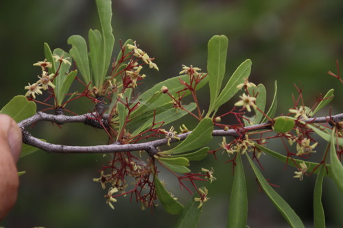 Image of Gymnosporia tenuispina by (c) Tony Rebelo, some rights reserved (CC BY-SA)