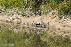 Trachemys venusta cataspila