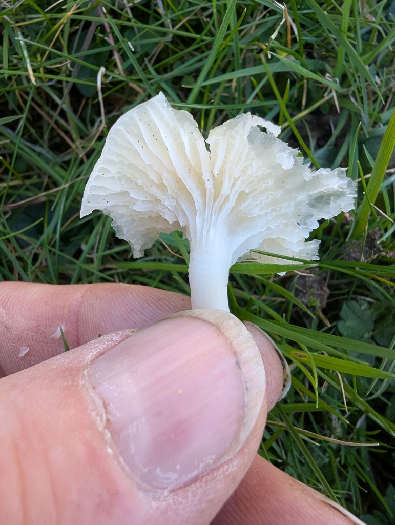 Cuphophyllus virgineus · November 2025 · photo: © ohwhen (iNaturalist, cc-by)