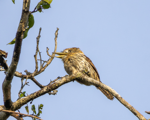 Eastern Striolated-Puffbird (Natterer's)