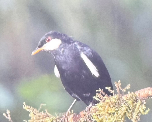 Black Solitaire (Entomodestes coracinus), photo 7
