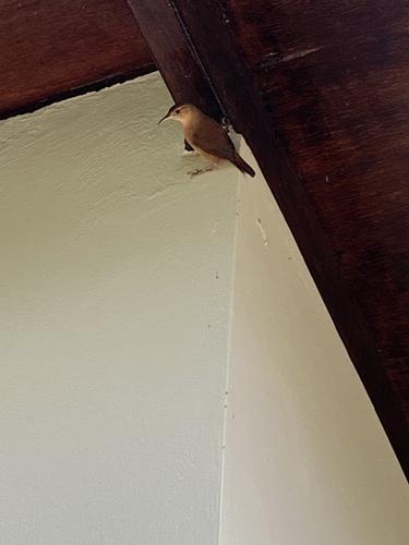 Grenada Wren (Troglodytes grenadensis), photo 2