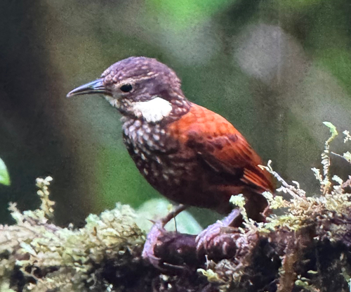 Pacific Tuftedcheek (Pseudocolaptes johnsoni), photo 10