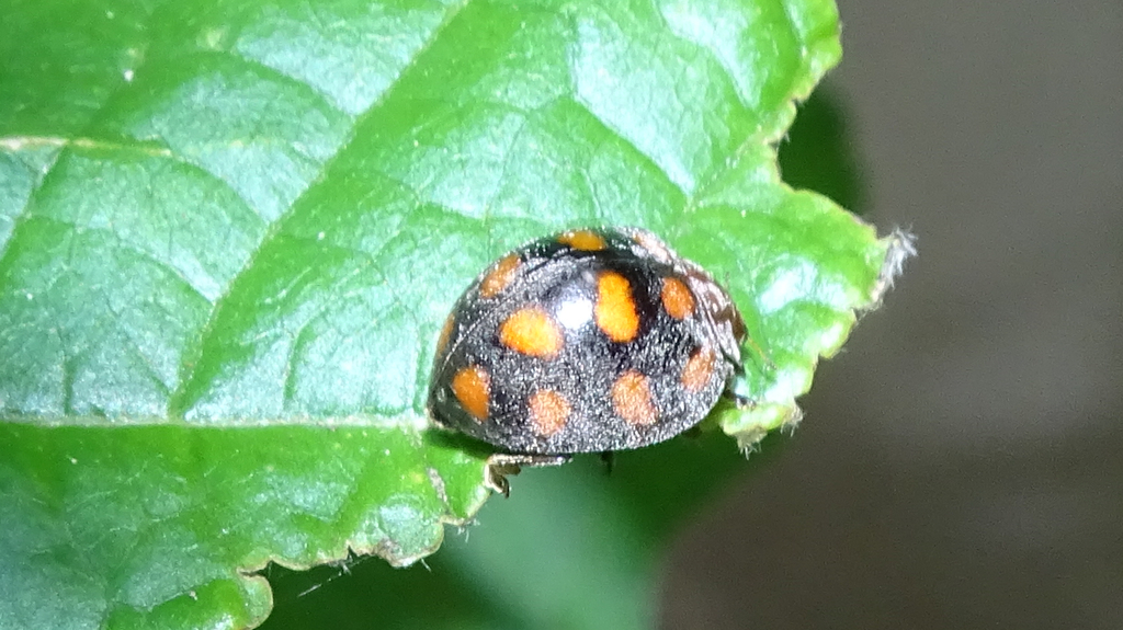 Chnootriba arenaria
