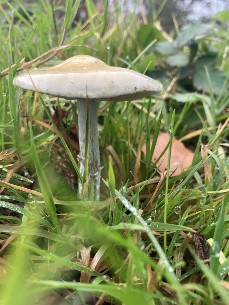 Stropharia caerulea
