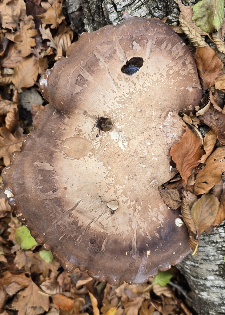 Fomitopsis betulina · November 2025 · photo: © paulanimigean (iNaturalist, cc-by)
