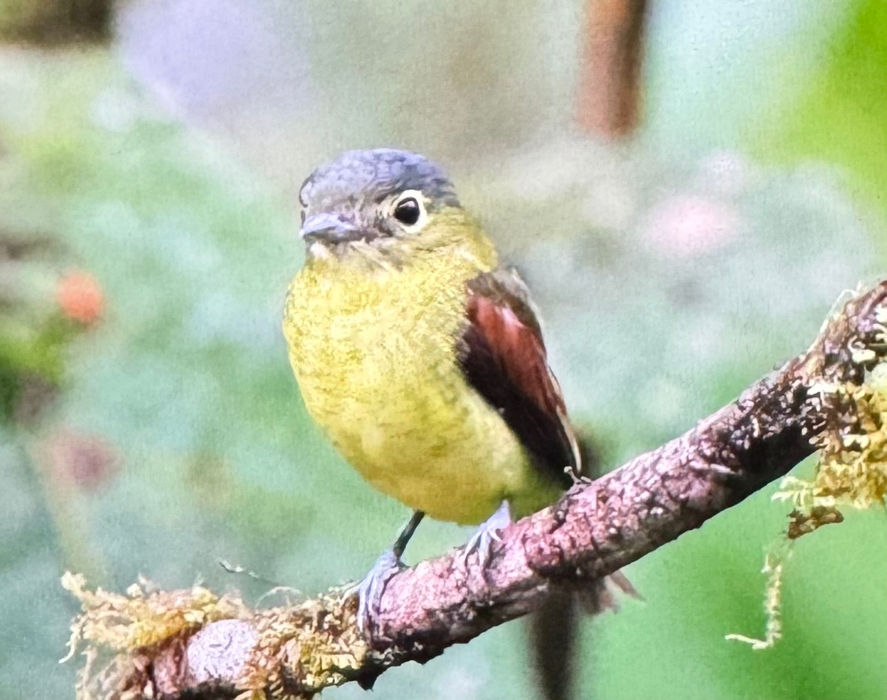 Barred Becard (Pachyramphus versicolor), photo 10