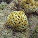 Golf Ball Coral - Photo (c) FWC Fish and Wildlife Research Institute, some rights reserved (CC BY-NC-ND)