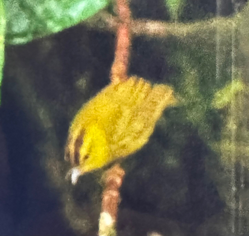 Choco Warbler (Myiothlypis chlorophrys), photo 9