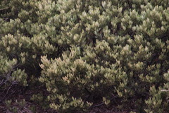 Searsia magalismontana magalismontana