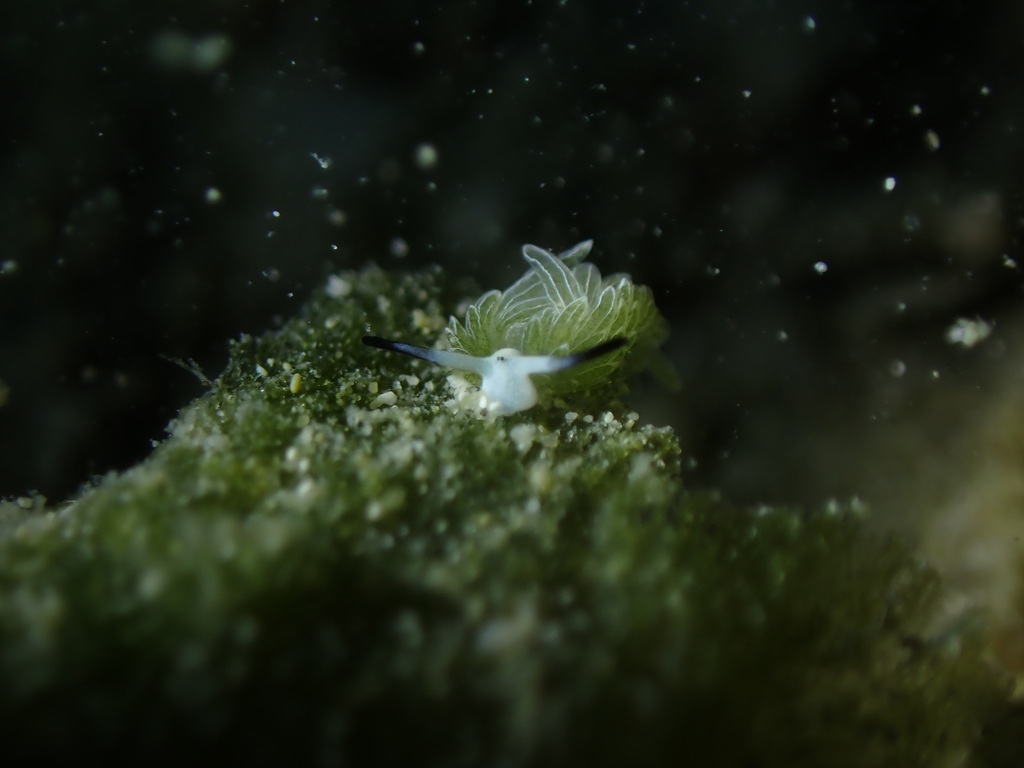 Rabbit Sapsucking Slug