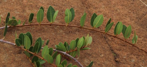 Ancylobothrys capensis (Ancylobothrys capensis)