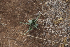 Ledebouria inquinata