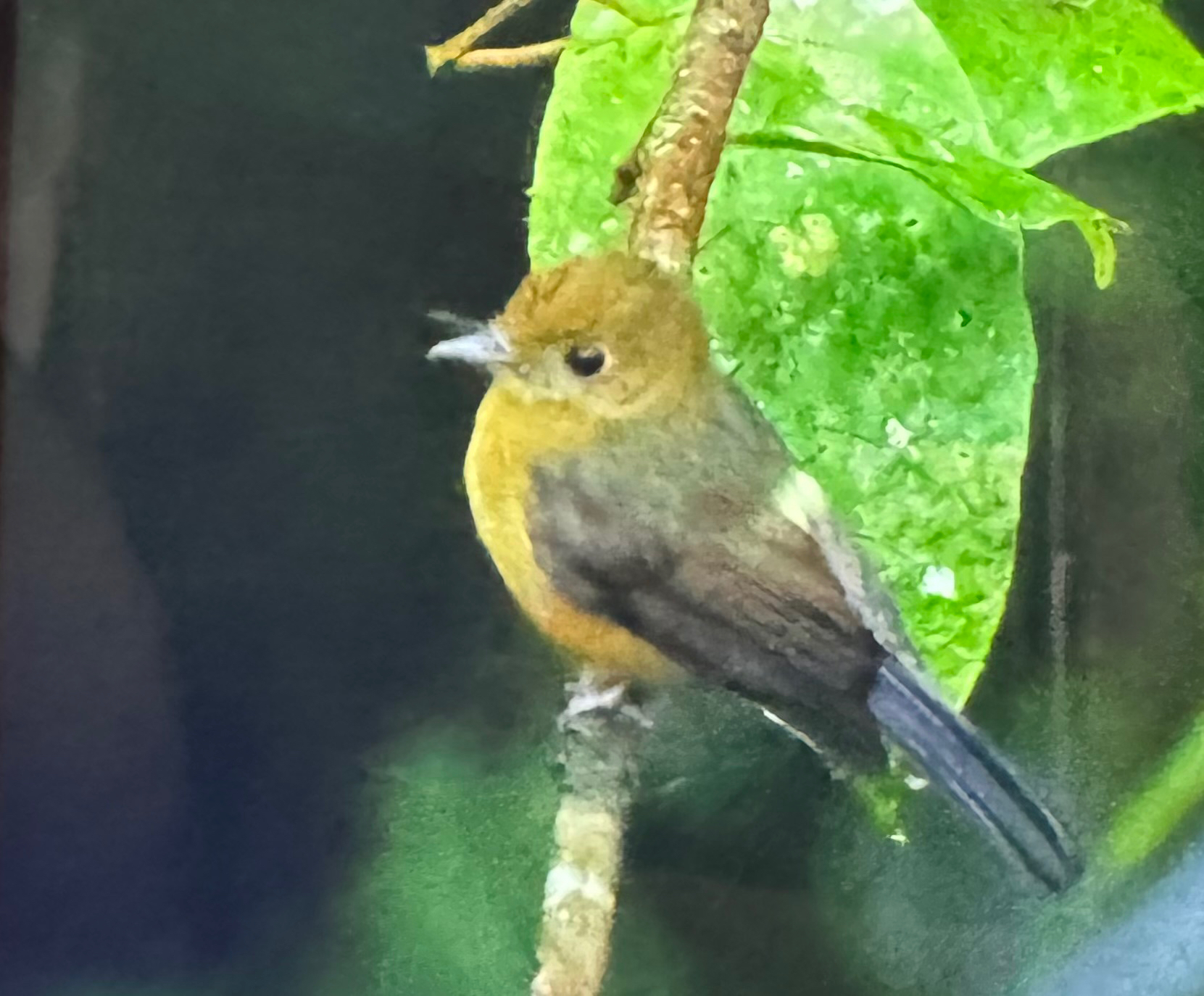 Tawny-breasted Myiobius (Myiobius villosus), photo 1